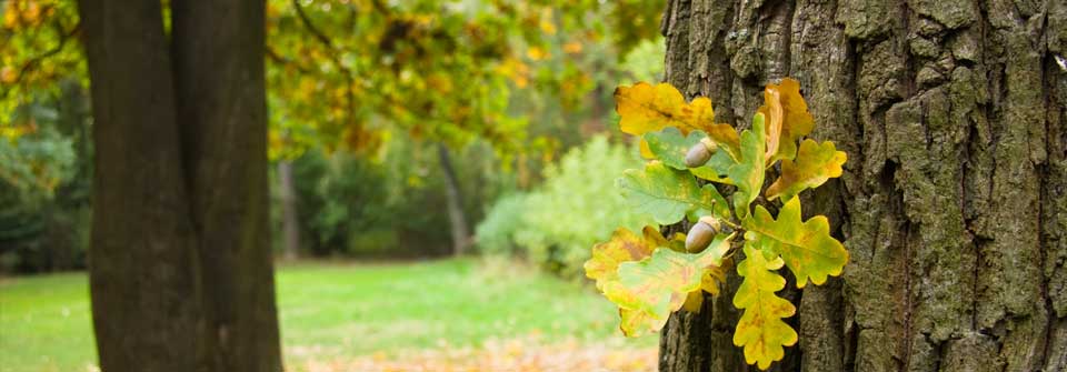 Sheila Daly Effective Counselling